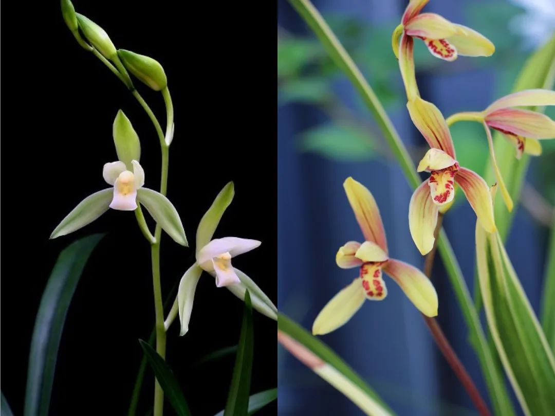 君子之花 处境艰难 但也有这个幸运儿 手机新浪网