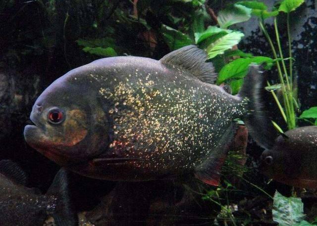 饲养猛鱼的鱼缸里是否可以添加配鱼这样做对于它们有无好处