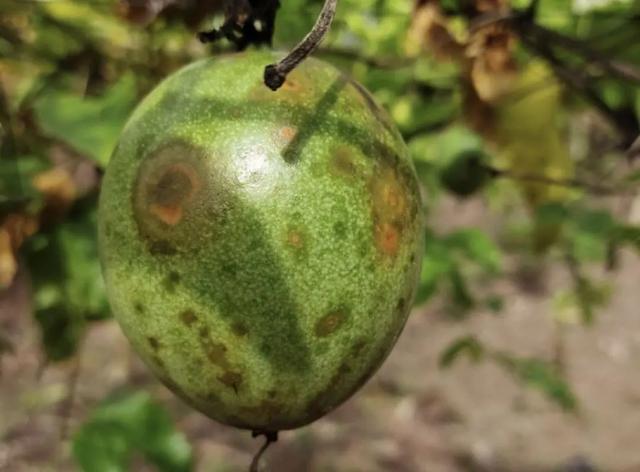 百香果炭疽病肆虐病果落次果多果农如何防治有效