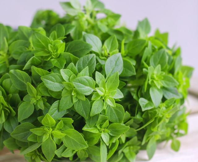 夏天种盆罗勒能当盆栽还能做香料做好这几点养成大树