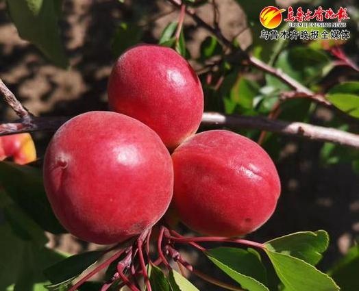 南山地产排名2020_关于南山地产武汉区域公司在售项目售楼处春节期间暂(2)