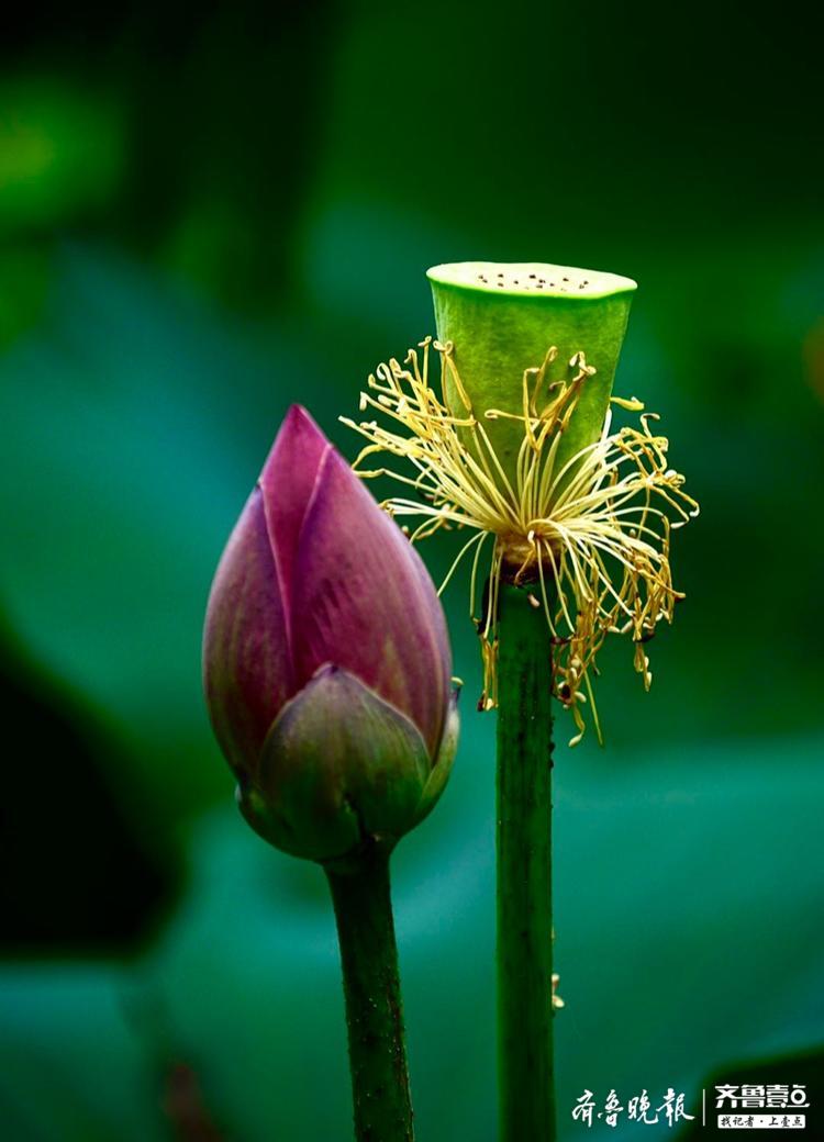 具有美好寓意的莲蓬,造型也很艺术
