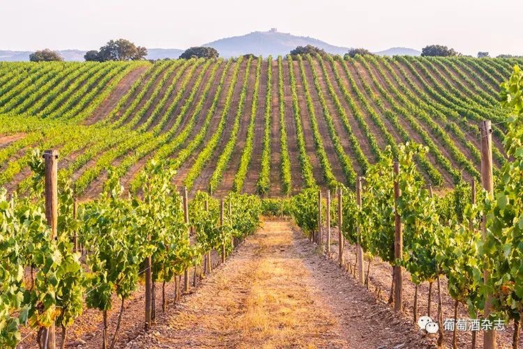 另一方面,葡萄种在顺坡垄上,可以利用坡上对流的空气扫除水汽,不容易