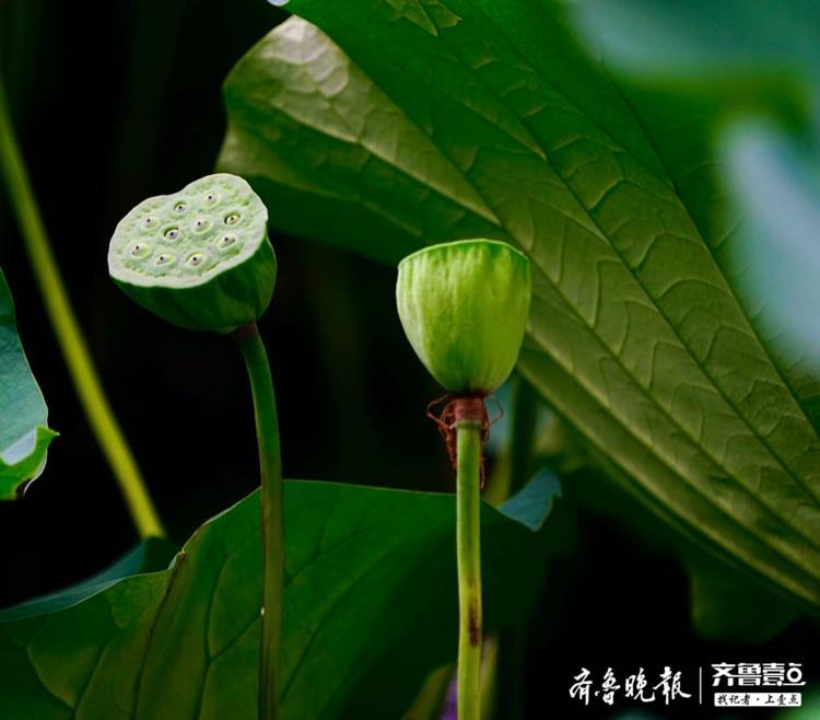 具有美好寓意的莲蓬,造型也很艺术