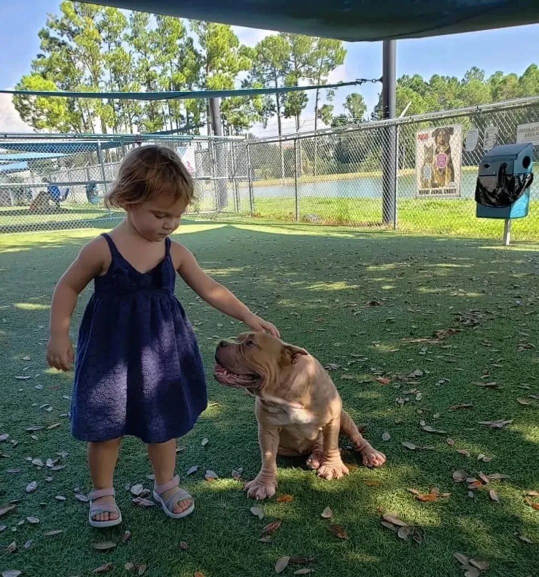 比特犬即将被安乐死2岁小女孩的一句话却彻底改变了它的命运