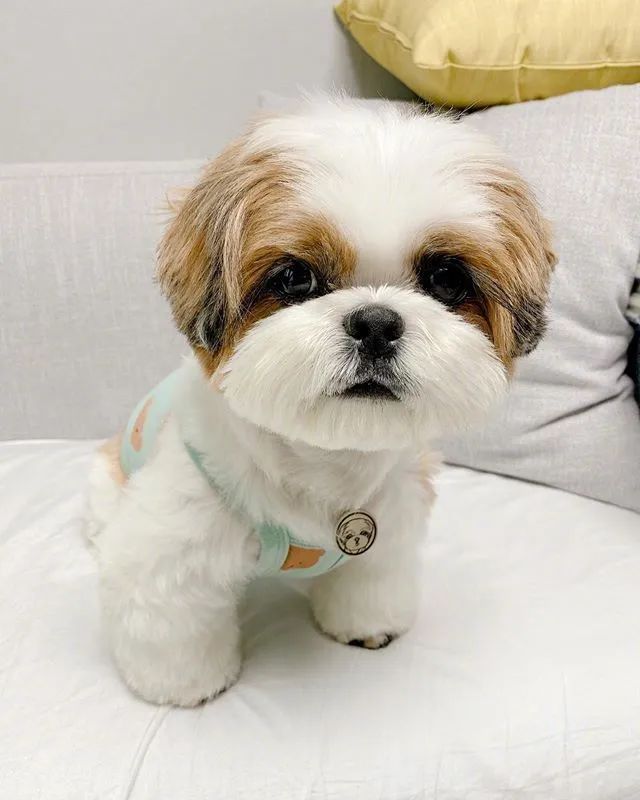 迪士尼动画里的小狗狗呀真是好可爱