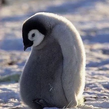 咚胖十斤表情包企鹅图片