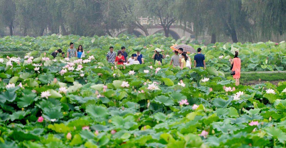 "荷"你一起走过二十年 第二十届中国·金湖荷花节开幕