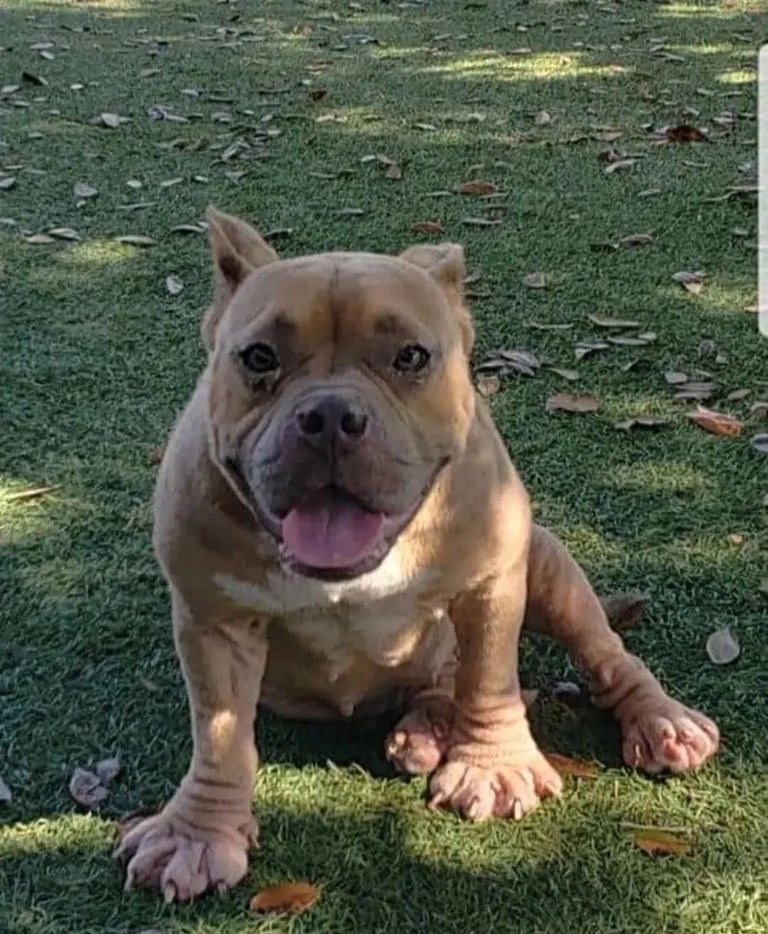 比特犬即将被安乐死2岁小女孩的一句话却彻底改变了它的命运