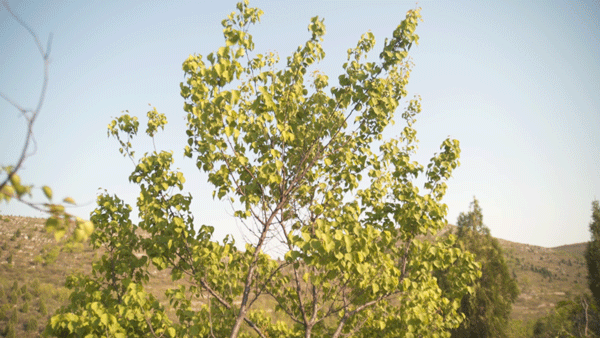 这里有蚂蚁森林送你的夏日专属小杏运|蚂蚁森林|山杏|春花_新浪新闻