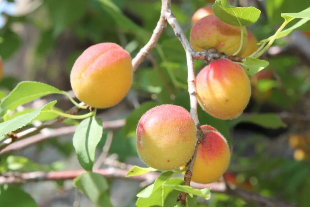 这里有蚂蚁森林送你的夏日专属小杏运