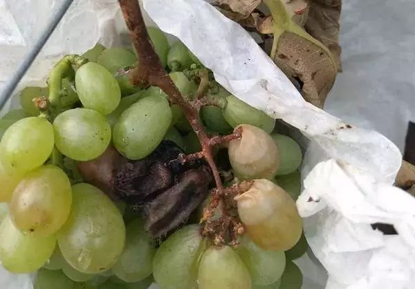 葡萄成熟时!如何减少掉粒的发生?|乙烯|落果|病害_新浪新闻