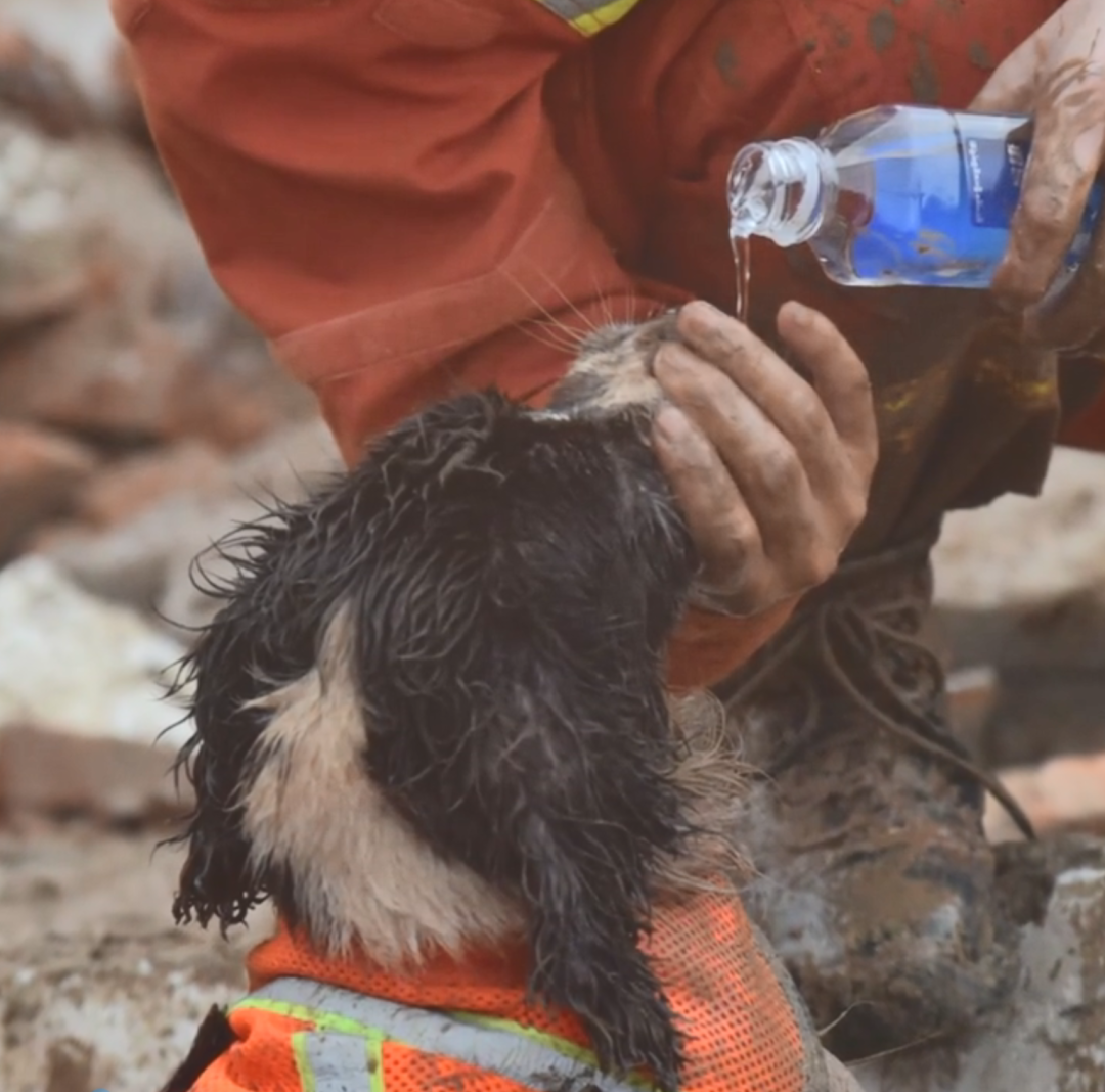 山体滑坡搜救现场,搜救犬金毛为救人变"泥猴".