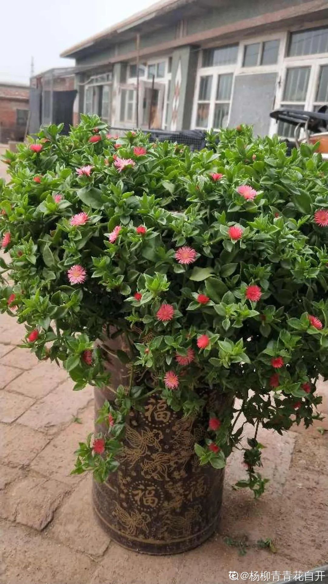 绿萝如果给养花人做个问卷调查,盘点家里最常见的花,那绿萝绝对是