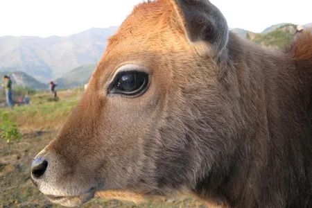 后来玻尿酸的生产方法就是从牛眼睛中提取