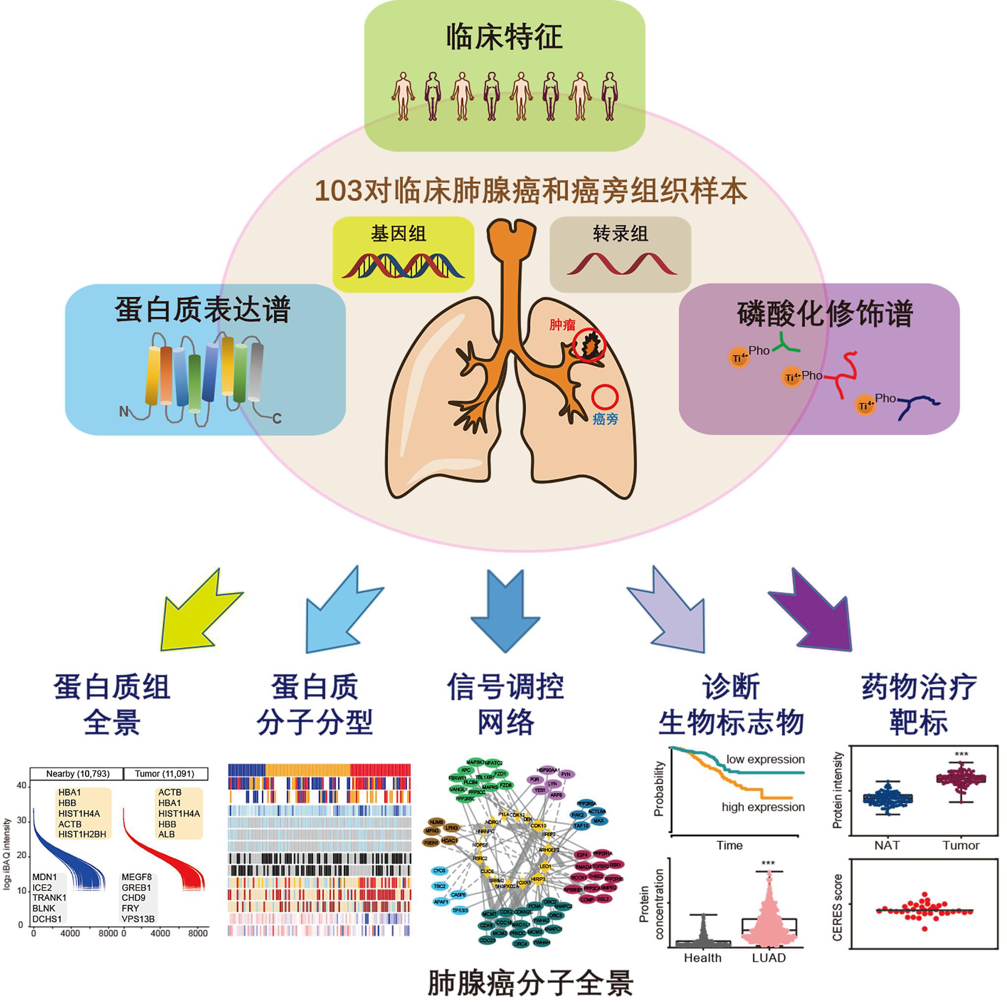 這項研究為發病機制和早期診斷提供了重要參考