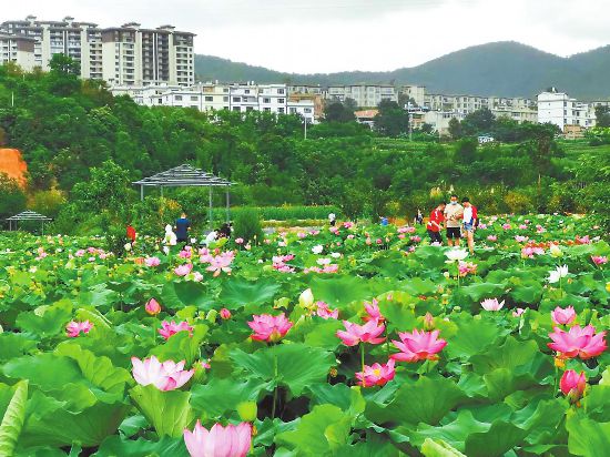 正文  8月8日,玉溪市红塔区七号田庄农旅观光综合体示范园开园,上千游