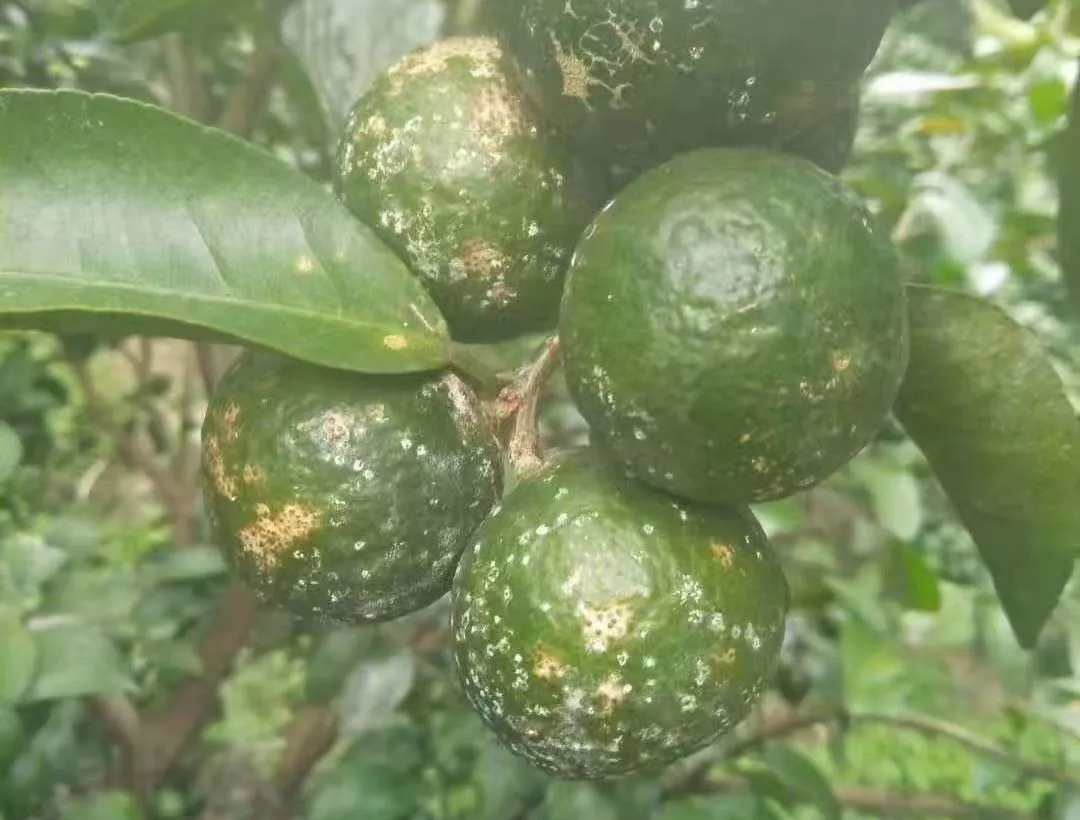 柑橘白粉病培养基培养方法有哪些图片大全(橘树白粉病)