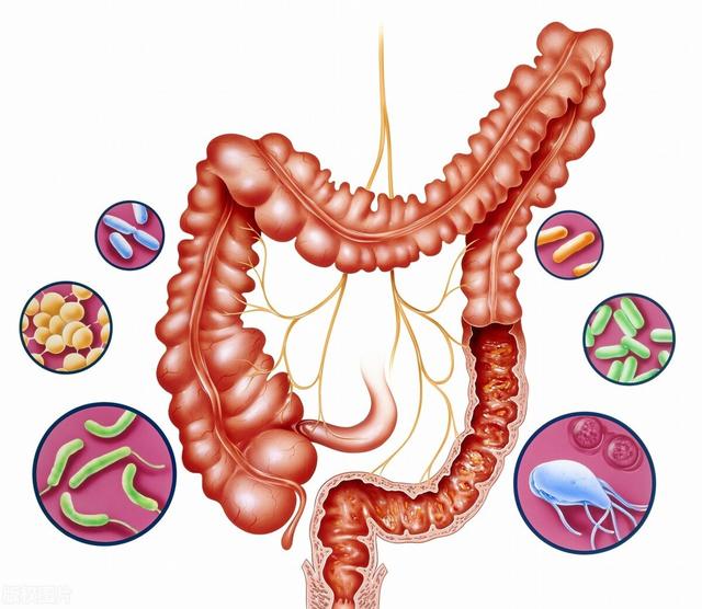 70的免疫系统位于消化道中增加肠道益生菌是健康关键