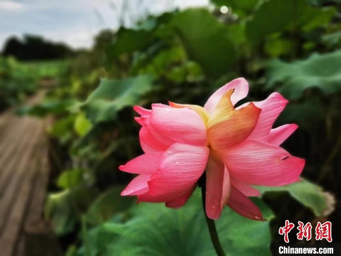  西溪湿地洪园供图