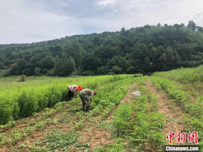 正值夏季,馬坊鄉中藥材種植基地的山間地頭隨處可見村民們鋤草的身影.