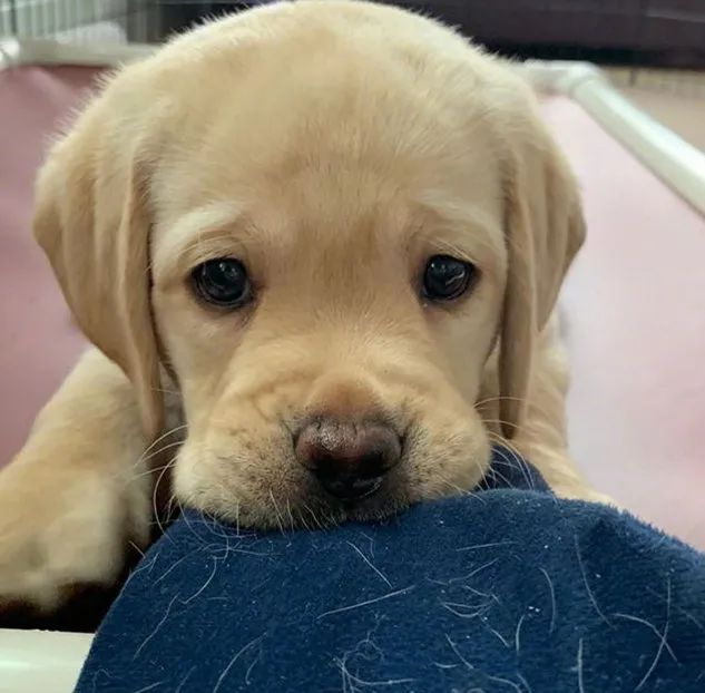 委屈巴巴的拉布拉多崽崽?宝贝太可爱了!