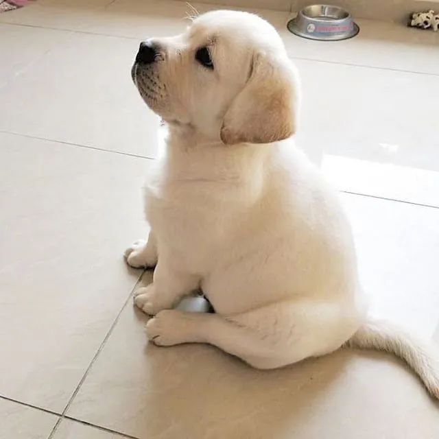 委屈巴巴的拉布拉多崽崽?宝贝太可爱了!