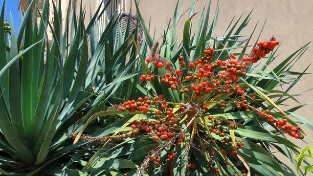 活血药物龙血树分泌的红色树脂"血竭"