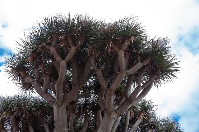 活血药物龙血树分泌的红色树脂"血竭"