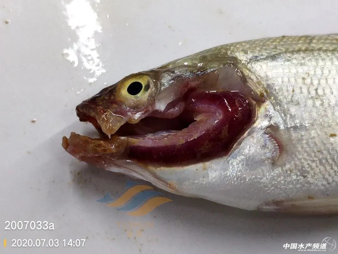 鲈鱼尾批苗烂嘴,烂身怎么办?看看一线渔医的分析