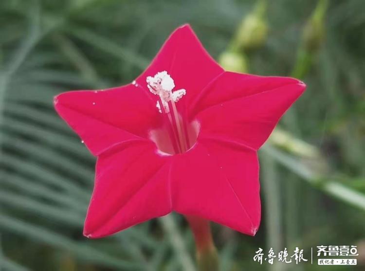 红彤彤的五星花开,像五角星一样