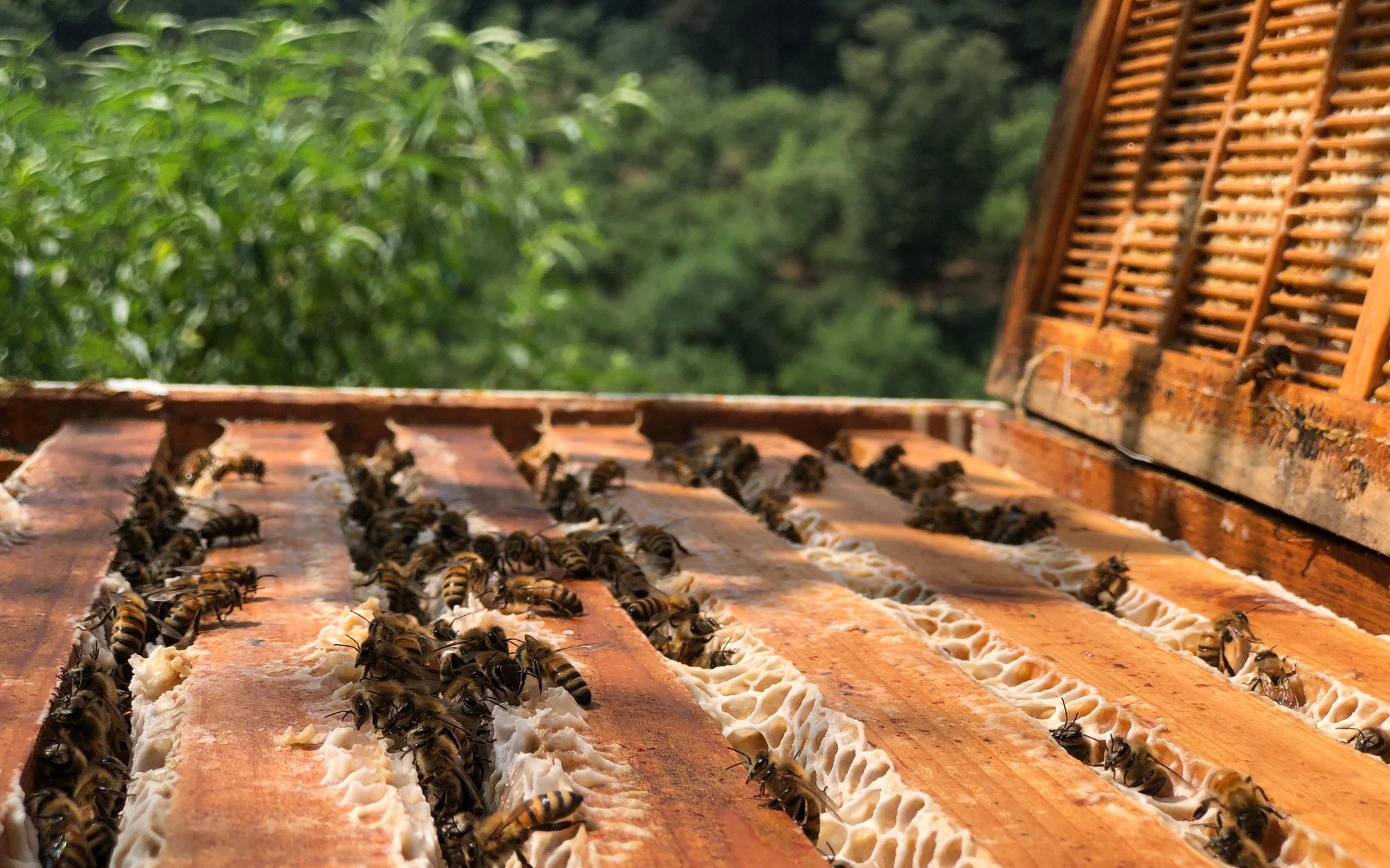 目前密云蜂农普遍养殖上百群蜜蜂.新京报记者 田杰雄 摄