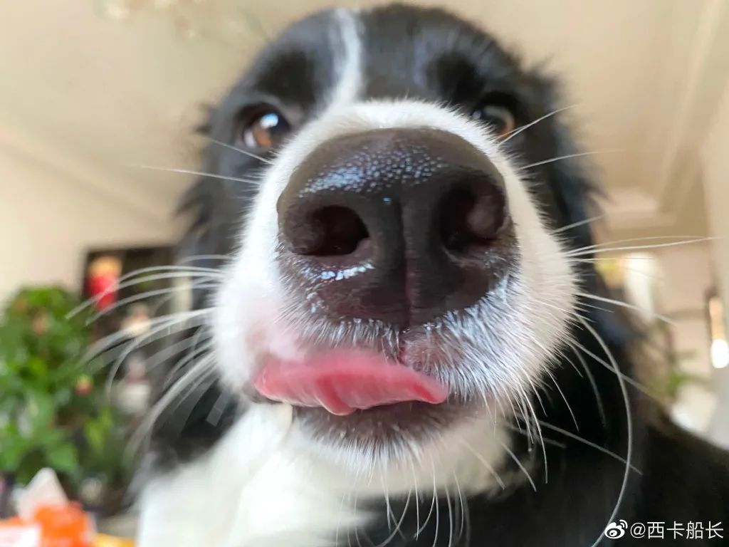 怎么办我被边牧宠成了废人