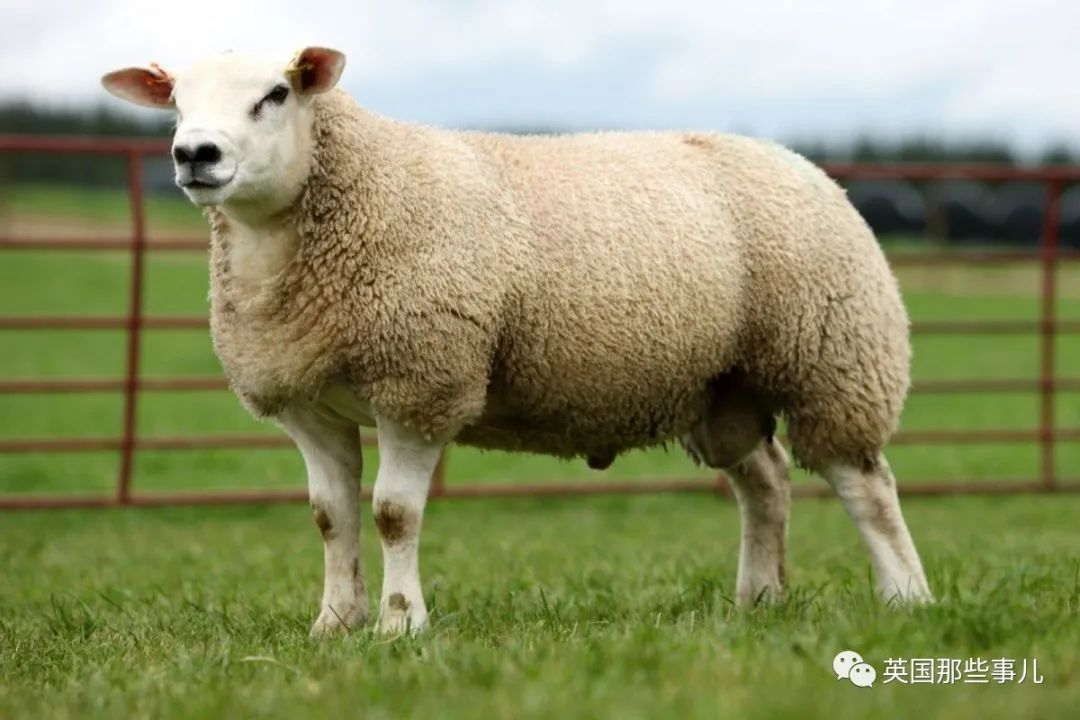 特克塞尔|绵羊|牛_新浪新闻