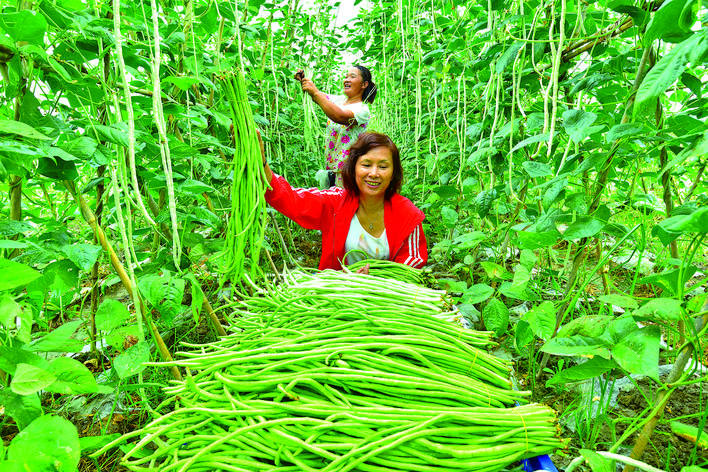 8月10日,锦屏县新化乡新化所村,村民在菜园子里采摘豇豆.