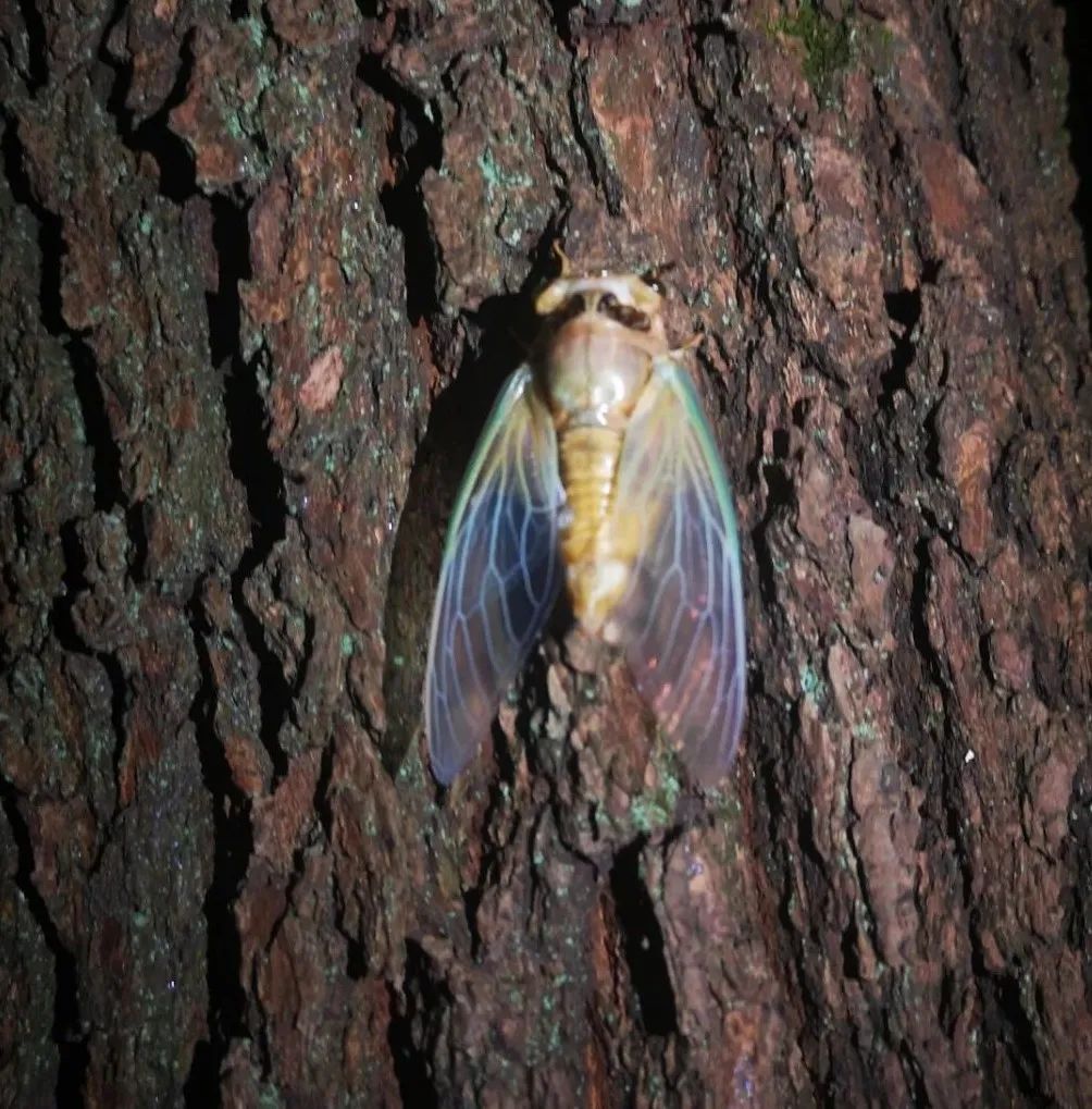 你能来帮忙除害吗?