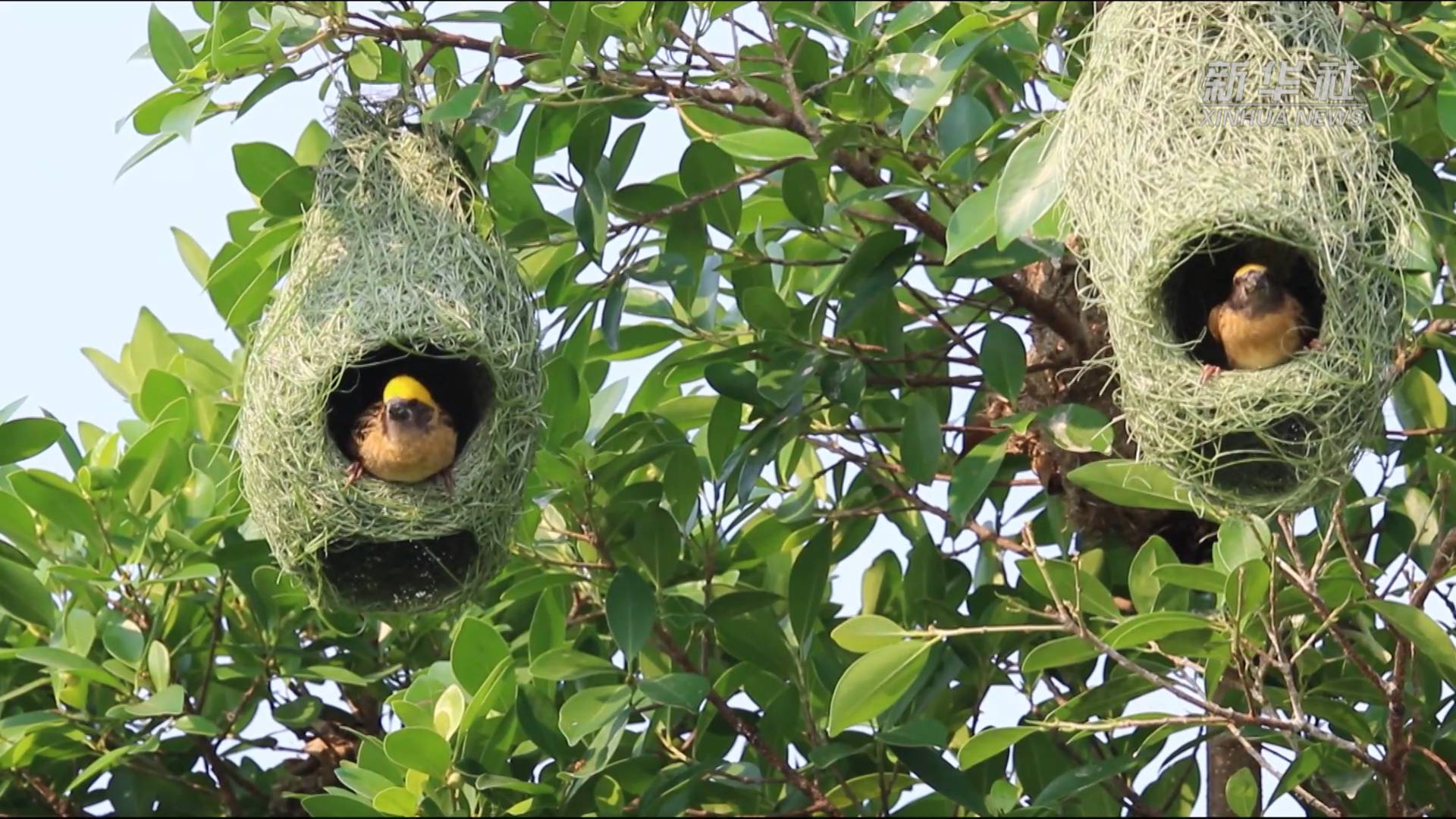 黄胸织布鸟主要分布于巴基斯坦,尼泊尔,马来西亚等国及中国云南南部.