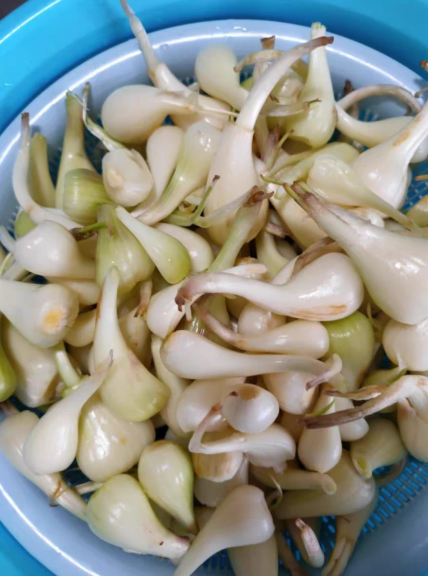 说起荞头这道菜,它有着清热解毒的功效,怎么吃都不会腻,吃起来软软嫩