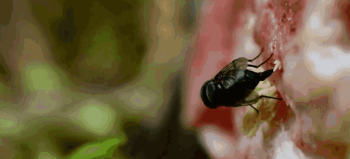 鸡肉味嘎嘣脆的蛆,你敢吃吗?