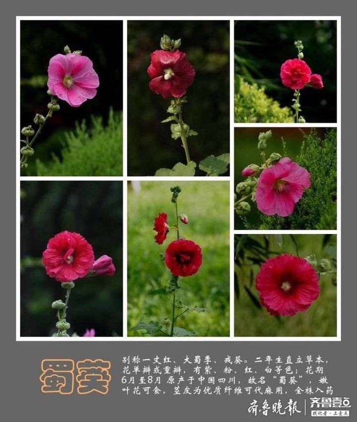 蜀葵花开 花语是 梦 蜀葵花 花语 蜀葵 新浪新闻 蜀葵花开 花语是 梦 蜀葵花 花语 蜀葵 新浪新闻