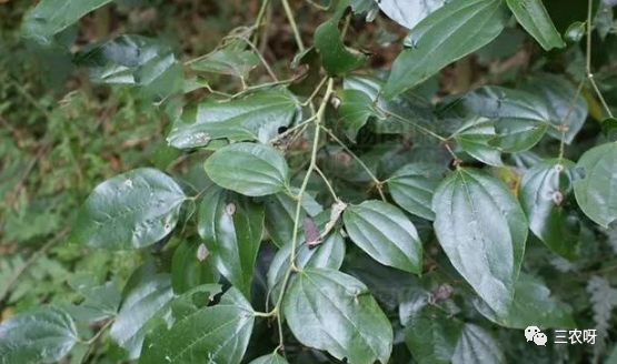 木大力王见过吗可用于风湿骨痛跌打损伤腰肌劳损