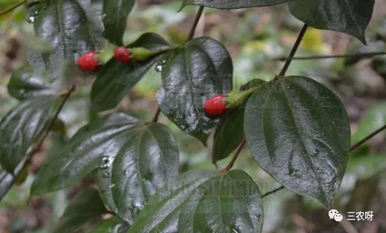 木大力王见过吗可用于风湿骨痛跌打损伤腰肌劳损