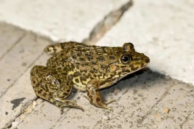 虎纹蛙/摄影:陈什旺