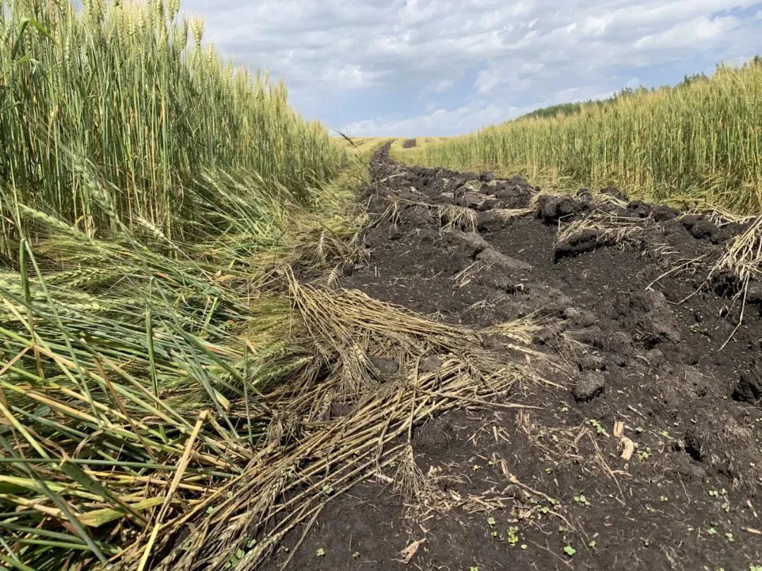 侠客岛：2万多亩庄稼被铲毁，为啥有些官员不心疼？