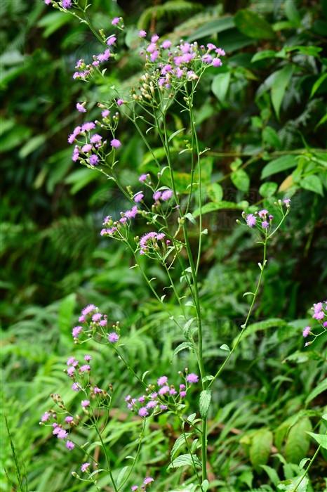 伤寒草见过吗治感冒发热咳嗽急性黄疸型肝炎湿热腹泻