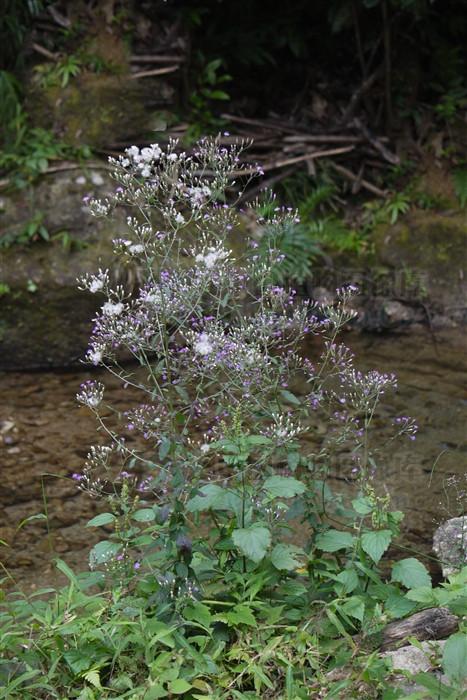 伤寒草见过吗治感冒发热咳嗽急性黄疸型肝炎湿热腹泻