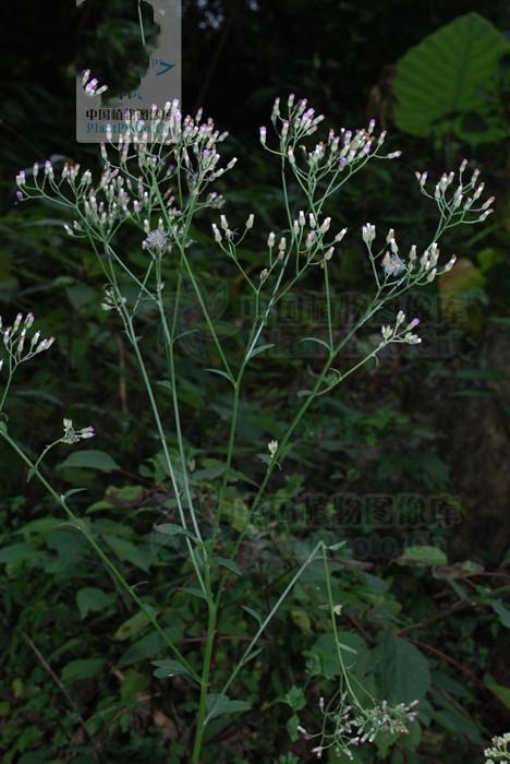 伤寒草见过吗治感冒发热咳嗽急性黄疸型肝炎湿热腹泻