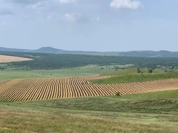 特尼河林场大片麦田、油菜田，被铲出一道道“斑马线”（图源：新华社）