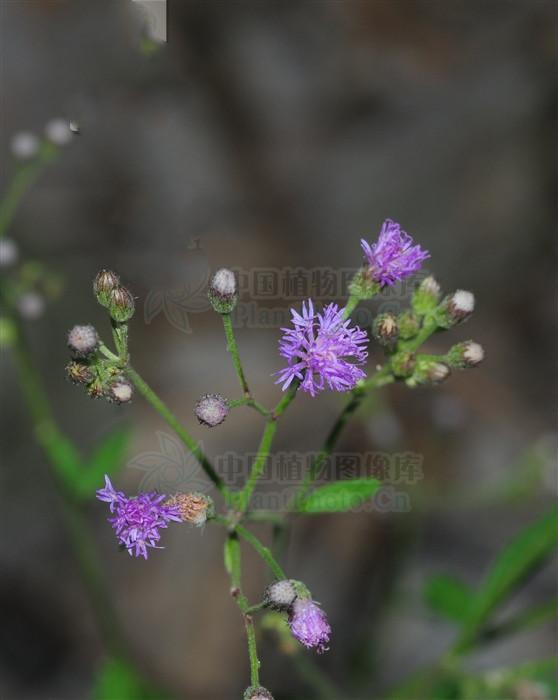 伤寒草见过吗治感冒发热咳嗽急性黄疸型肝炎湿热腹泻