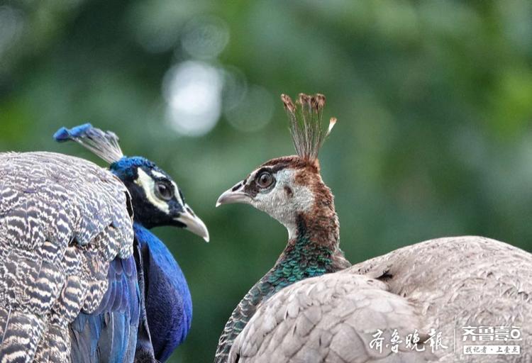 动物园内,两只孔雀甜蜜相处